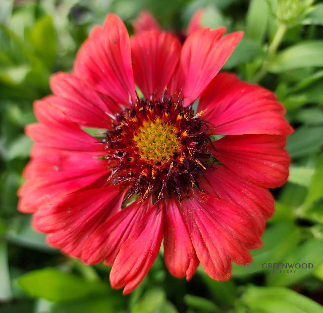 Gaillardia Mesa Red Greenwood Nursery